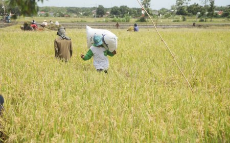 Panen Untung! Program MAKMUR Pupuk Indonesia Sukses Bantu 128 Ribu Petani Naikkan Produktivitas dan Tekan Biaya