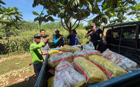 UNNES dan KT Teger 2 Panen Jagung Pulut dari Lahan Eks Bengkok, Wujud Nyata Ketahanan Pangan Lokal
