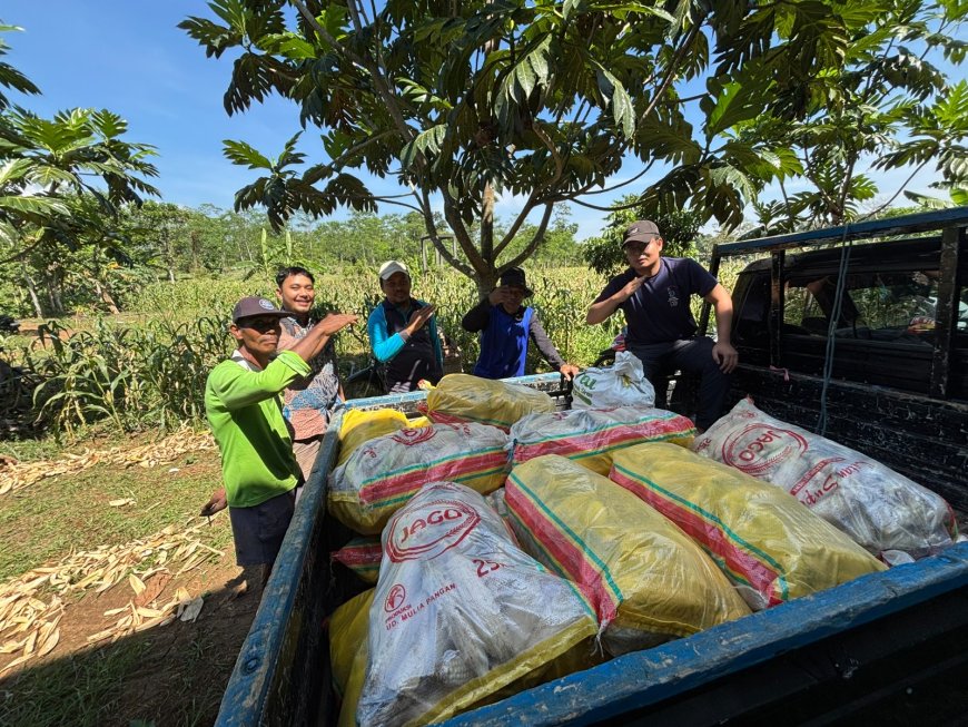 UNNES dan KT Teger 2 Panen Jagung Pulut dari Lahan Eks Bengkok, Wujud Nyata Ketahanan Pangan Lokal