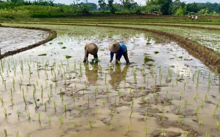 Kolaborasi UNNES - Dinas Pertanian dan KT Ngambarsari, Wujudkan Ketahanan Pangan Berkelanjutan di Kota Semarang