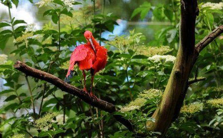 11 Perbedaan Sel Hewan dan Sel Tumbuhan Lengkap dengan Tabel