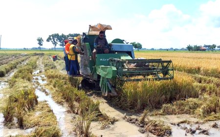 Caturwulan I, Produksi Padi di Jawa Tengah Capai 4,6 Juta Ton dari Target 10,5 Juta Ton