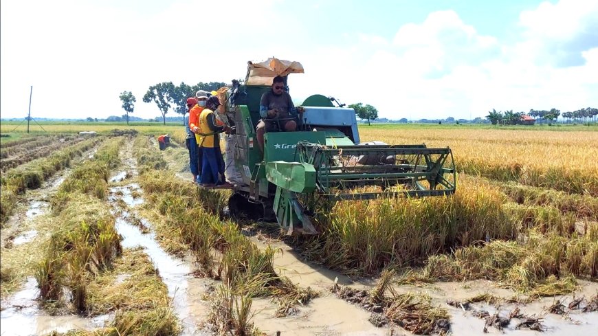 Caturwulan I, Produksi Padi di Jawa Tengah Capai 4,6 Juta Ton dari Target 10,5 Juta Ton