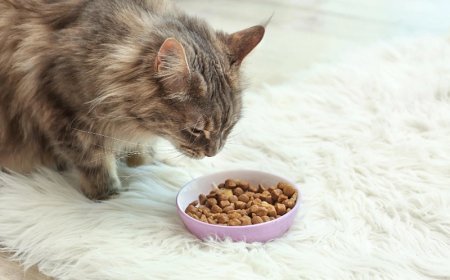 12 Makanan Kucing yang Bagus untuk Bulu dan Gemuk, Yuk Cek!