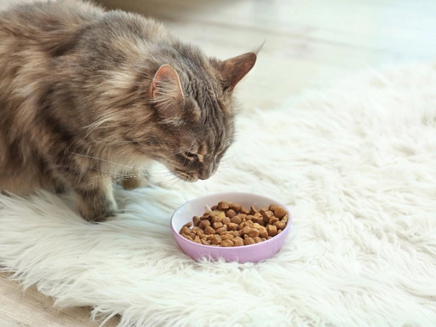 12 Makanan Kucing yang Bagus untuk Bulu dan Gemuk, Yuk Cek!